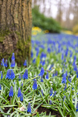 Close-up of blue flowers amongst the trees