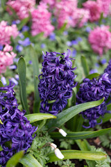 Fototapeta premium Close up of purple hyacinths