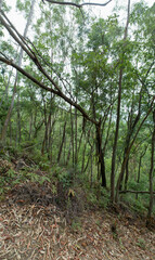 Aerial view of landscape in forest