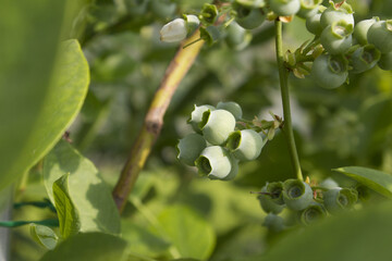 Unripe blueberry plant with fruits