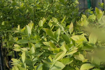 The leaves of the blueberry tree.