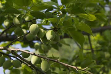 Plums hanging on branches on a farm.