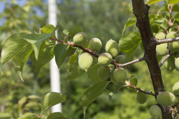 Plums hanging on branches on a farm.