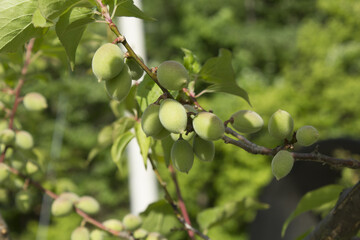 Plums hanging on branches on a farm.