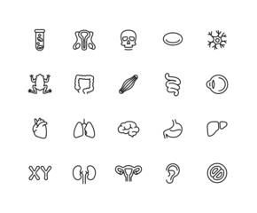Collection of human organs linear icons. Set of human body, Cell symbols drawn with thin contour lines. Vector illustration. - obrazy, fototapety, plakaty