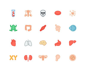 Collection of human organs color icons. Set of human body, Cell symbols drawn with thin contour lines. Vector illustration.
