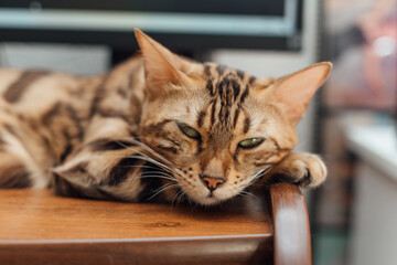 Beautiful golden bengal cat laying on the table