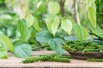 freshly harvested black peppercorns on a outdoor table top, spicy and seasoning ingredient closeup with black pepper plant vine in the background, in shallow depth of field - Powered by Adobe