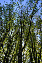 trees in the forest