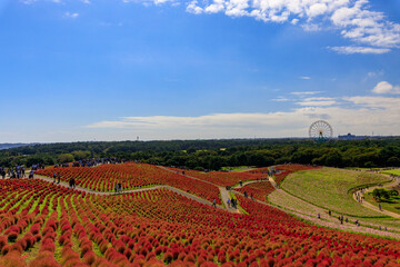 ひたちなか海浜公園