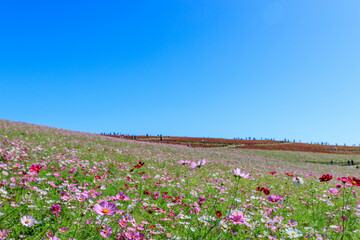 ひたちなか海浜公園