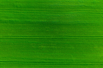 Drone view of green wheat field. Aerial view of farmland and rows of crops