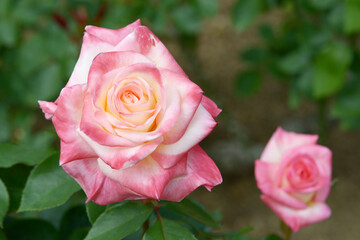 ダイアナ・プリンセス　バラの花