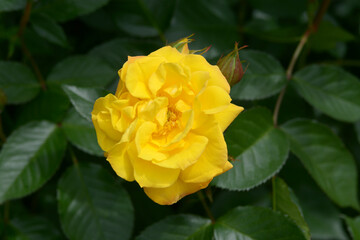 ゴールドマリー　バラの花