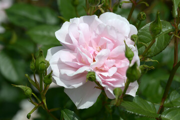 ナターシャ・リチャードソン　バラの花