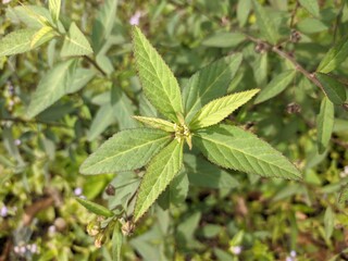 Sida rhombifolia plant in tropical nature borneo