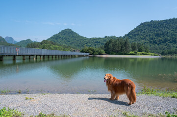 Golden Retriever standing by the lake