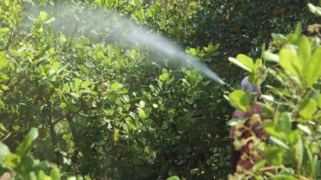 Farmer spraying pesticide on cashew nut field