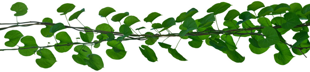 vine plant climbing isolated on white background. Clipping path