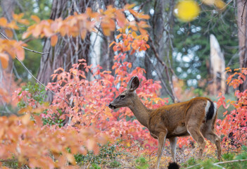 Deer in autumn forest