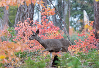 Deer in autumn forest