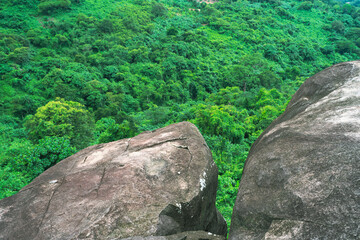 Obraz premium tropical rainforest landscape, forest scenic with jungle tree in green nature, beautiful wild wood foliage plant over the mountain, leaf with rain water, environment park background for travel