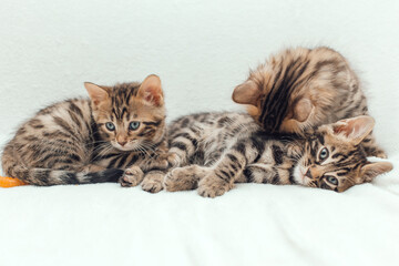 Three cute bengal kittens on a furry white blanket.