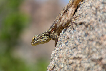 Peninsular Rock Agama