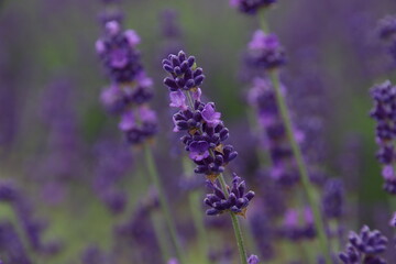 Close-up lavender flowers