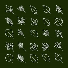 set collection of wild leaves with hand-drawn style