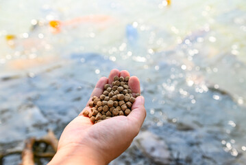 Feed the fish, close up brown pellets feeds for fish in hand, feed fish from feeding food on water surface ponds on water surface ponds, fish farm - 503846300