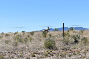 Pronghorn antelope with a barbed-wire fence in the high desert of Arizona, USA