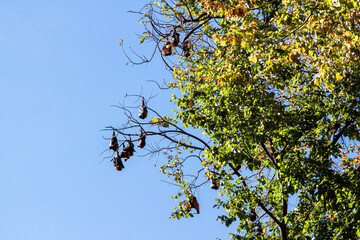 Bendigo, Victoria, Australia- Flying Foxes
