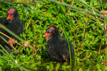 Pied-billed grebe's toddler years