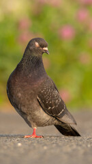 Obraz premium 目を閉じる鳩