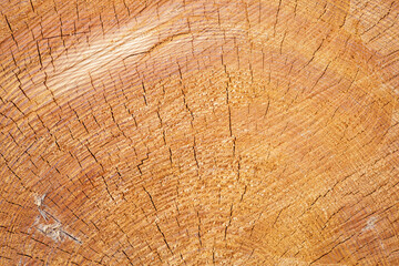 Saw cut of a dry tree with annual rings and cracks close-up.