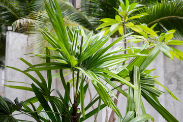 Green plants tropical garden surrounding