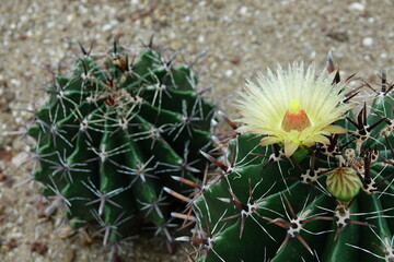 flower of cactus