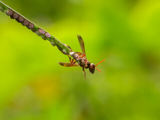 Small bees inhabitants of pastures with a natural background