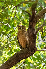 Indian Eagle-Owl, Bubo bengalensis, bird of prey standing in a tree in India
