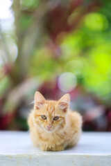 Beautiful funny Persian cat sit on road with green natural bokeh background. - homeless cat 
