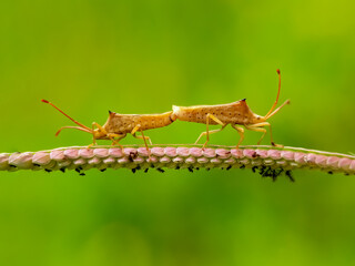 Pest insects are mating against a natural background
