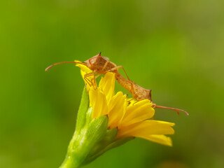 Pest insects are mating against a natural background