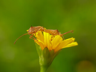 Pest insects are mating against a natural background