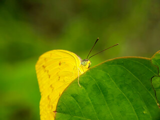 Yellow butterfly on green leaves with a natural background 