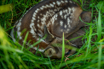 small fawn , baby deer , hides in the tall grass