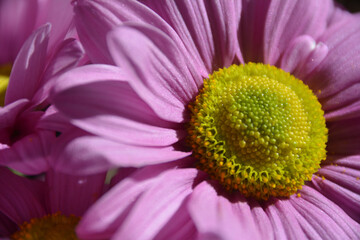 close up of flower