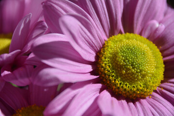 close up of a pink flower