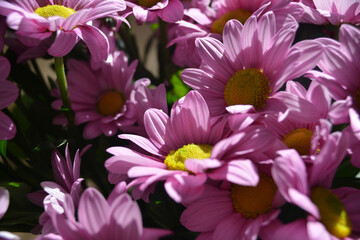 pink and white flowers