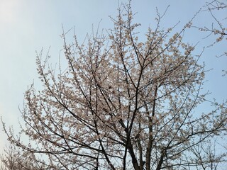 봄꽃